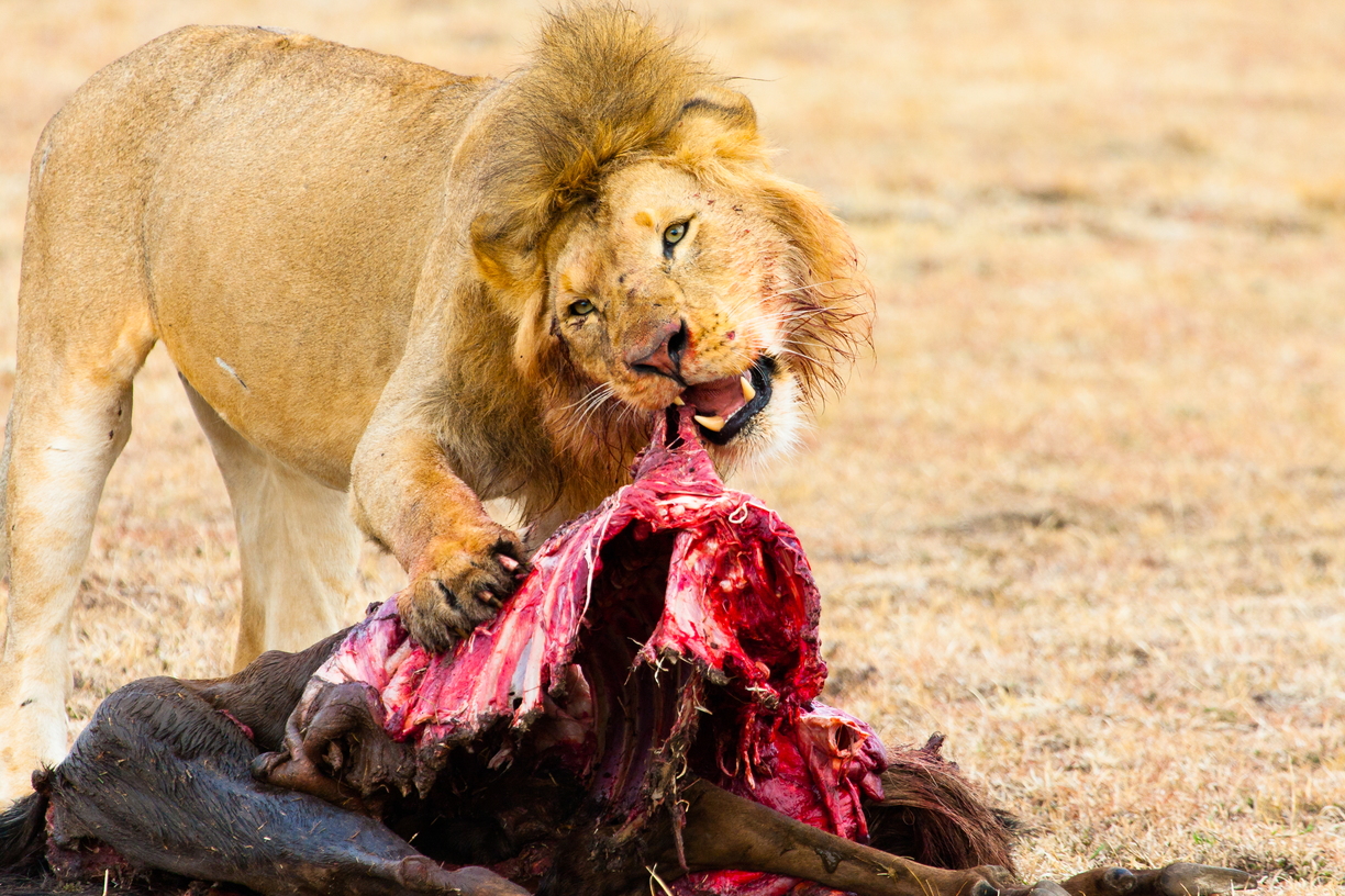 A lion feasts on a carcass